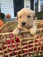 Clover, a female Golden Retriever for sale in Madison, WI – 3 of 7