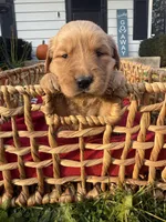 Toffee, a female Golden Retriever for sale in Madison, WI – 3 of 6