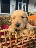 Peanut, a female Golden Retriever for sale in Madison, WI – 7 of 8