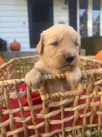 Clover, a female Golden Retriever for sale in Madison, WI – 5 of 7