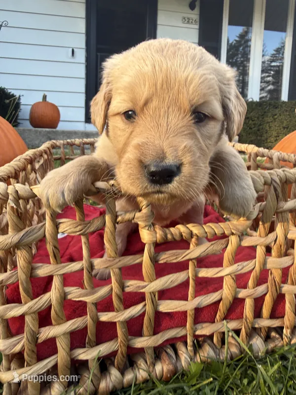 Clover – Golden Retriever puppy for sale in Madison, WI