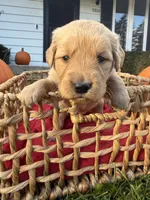 Clover, a female Golden Retriever for sale in Madison, WI – 1 of 7