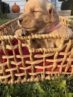 Toffee, a female Golden Retriever for sale in Madison, WI – 2 of 6