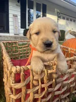 Logan, a male Golden Retriever for sale in Madison, WI – 2 of 6