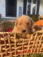 Penny, a female Golden Retriever for sale in Madison, WI – 2 of 5