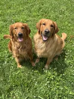 Logan, a male Golden Retriever for sale in Madison, WI – 6 of 6
