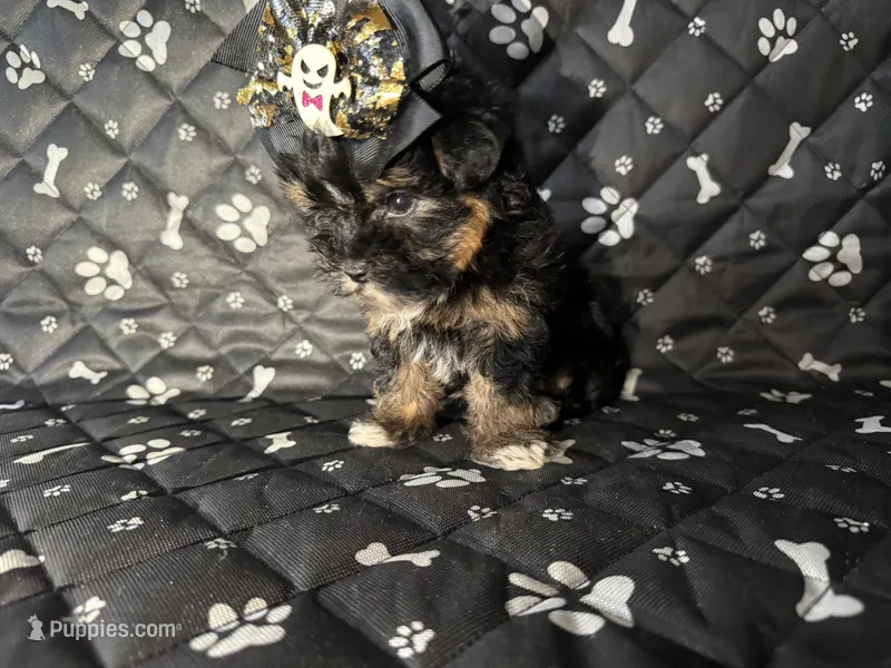 Bella – Yorkshire Terrier puppy for sale in Madison Heights, MI