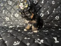 Bella, a female Yorkshire Terrier for sale in Madison Heights, MI – 1 of 2