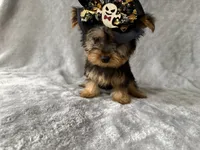 Milly , a female Yorkshire Terrier for sale in Madison Heights, MI – 2 of 2