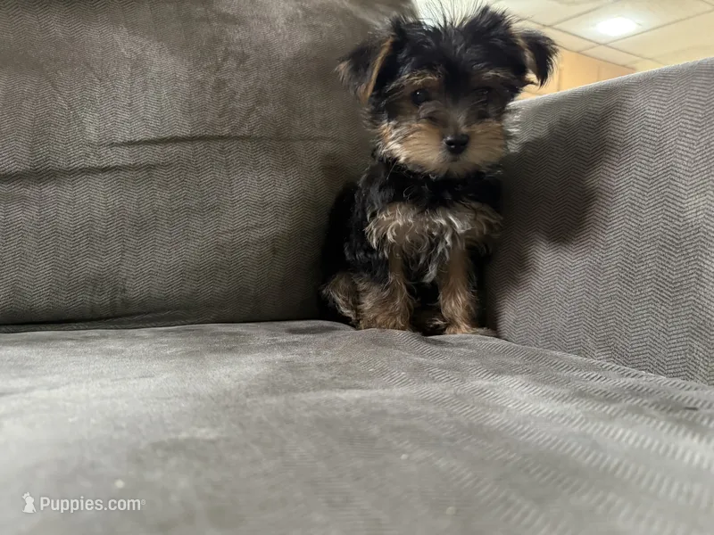 Rock – Yorkshire Terrier puppy for sale in Madison Heights, MI