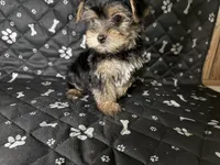 Rocket , a male Yorkshire Terrier for sale in Madison Heights, MI – 2 of 2