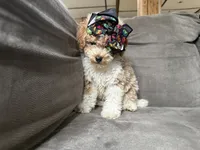 Twinkle , a female Miniature Goldendoodle for sale in Madison Heights, MI – 2 of 2