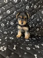 Max, a male Yorkshire Terrier for sale in Madison Heights, MI – 2 of 4