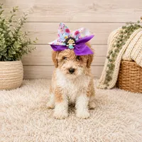 Minny, a female Cavapoo for sale in Madison Heights, MI – 1 of 1