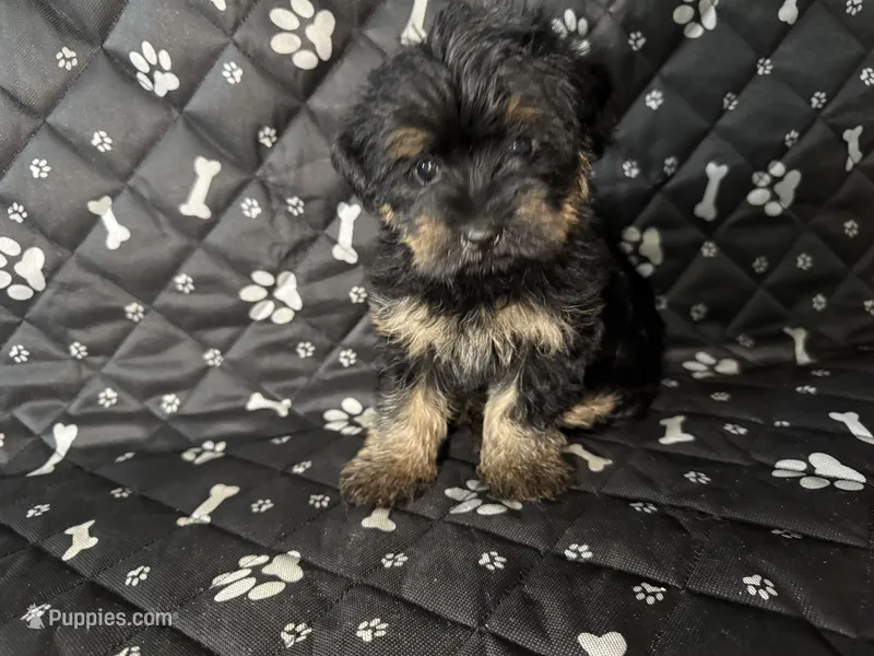 Max – Yorkshire Terrier puppy for sale in Madison Heights, MI