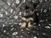 Max, a male Yorkshire Terrier for sale in Madison Heights, MI – 1 of 1