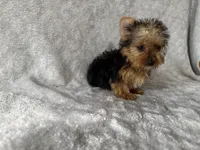 Jim jim , a male Yorkshire Terrier for sale in Madison Heights, MI – 2 of 2