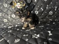 Bella, a female Yorkshire Terrier for sale in Madison Heights, MI – 2 of 2