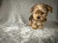 Max, a male Yorkshire Terrier for sale in Madison Heights, MI – 1 of 3