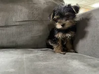 Rock, a male Yorkshire Terrier for sale in Madison Heights, MI – 3 of 3