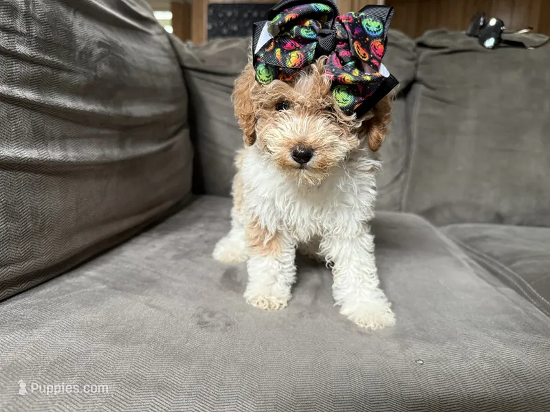 Twinkle  – Miniature Goldendoodle puppy for sale in Madison Heights, MI