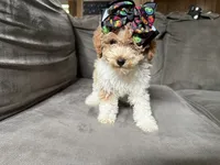 Twinkle , a female Miniature Goldendoodle for sale in Madison Heights, MI – 1 of 2