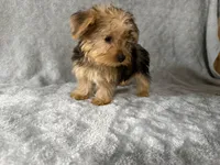 Max, a male Yorkshire Terrier for sale in Madison Heights, MI – 3 of 3
