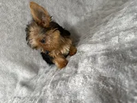 Jim jim , a male Yorkshire Terrier for sale in Madison Heights, MI – 1 of 2
