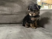 Ben, a male Yorkshire Terrier for sale in Madison Heights, MI – 2 of 3