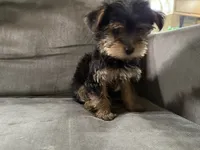 Ben, a male Yorkshire Terrier for sale in Madison Heights, MI – 3 of 3