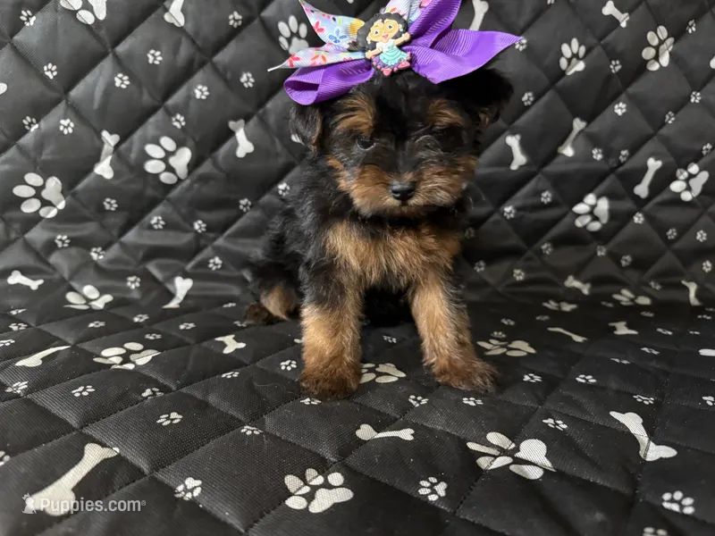 Molly – Yorkshire Terrier puppy for sale in Madison Heights, MI