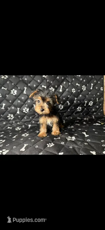 Minny – Yorkshire Terrier puppy for sale in Madison Heights, MI