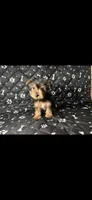 Minny, a female Yorkshire Terrier for sale in Madison Heights, MI – 1 of 1