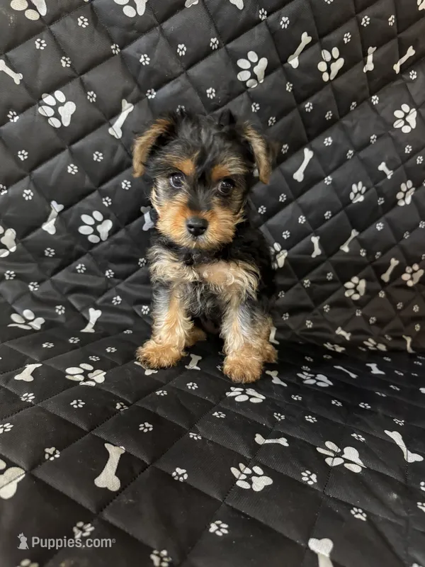 Max – Yorkshire Terrier puppy for sale in Madison Heights, MI