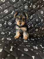 Max, a male Yorkshire Terrier for sale in Madison Heights, MI – 1 of 4