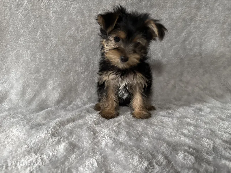 Ben ben – Yorkshire Terrier puppy for sale in Madison Heights, MI