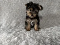 Ben ben, a male Yorkshire Terrier for sale in Madison Heights, MI – 1 of 2