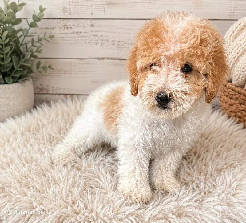 Rocket  – Goldendoodle puppy for sale in Madison Heights, MI