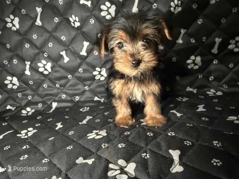 Rocket – Yorkshire Terrier puppy for sale in Madison Heights, MI
