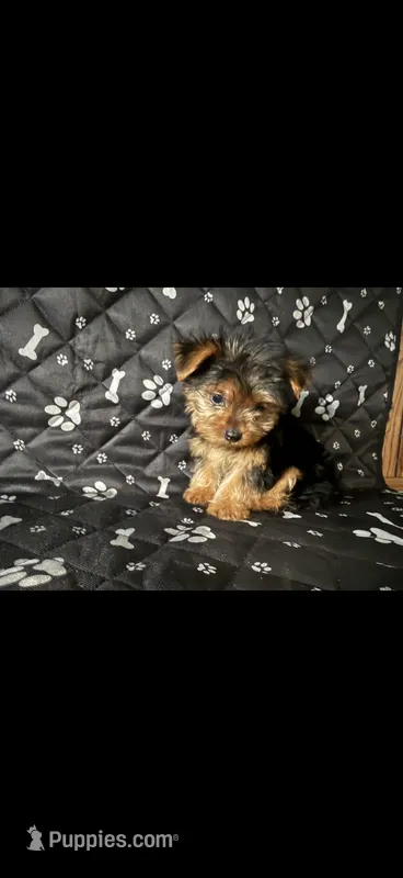 Mickey – Yorkshire Terrier puppy for sale in Madison Heights, MI