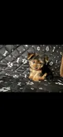 Mickey, a male Yorkshire Terrier for sale in Madison Heights, MI – 1 of 1