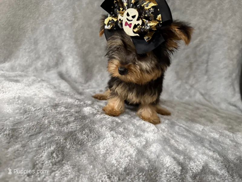 Milly  – Yorkshire Terrier puppy for sale in Madison Heights, MI