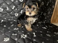Rocket , a male Yorkshire Terrier for sale in Madison Heights, MI – 1 of 2