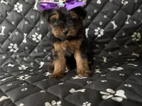 Molly, a female Yorkshire Terrier for sale in Madison Heights, MI – 2 of 2