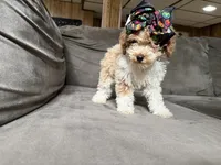 Twinkle, a female Goldendoodle for sale in Madison Heights, MI – 1 of 2
