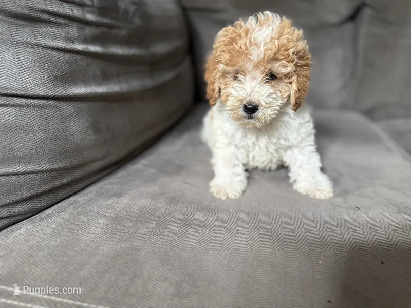 Rocket  – Goldendoodle puppy for sale in Madison Heights, MI