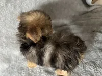 Max, a male Yorkshire Terrier for sale in Madison Heights, MI – 2 of 3