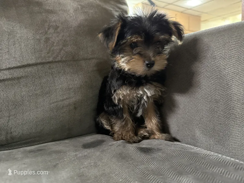 Rock – Yorkshire Terrier puppy for sale in Madison Heights, MI