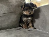 Rock, a male Yorkshire Terrier for sale in Madison Heights, MI – 1 of 3