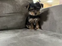 Rock, a male Yorkshire Terrier for sale in Madison Heights, MI – 2 of 2